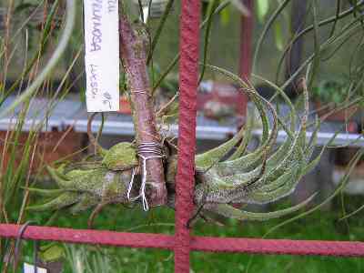 Tillandsia pruinosa.jpg