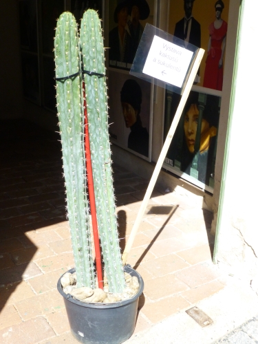 MK14 - Vstup na žateckou výstavu kaktusů a sukulentů