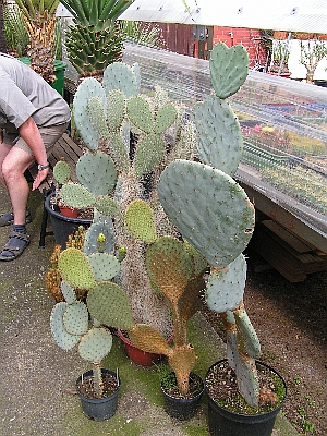 Opuntia.jpg