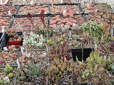 Adromischus.jpg