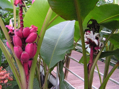 Tropy 4 - Musa velutina (banán).jpg