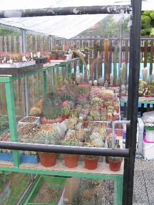 06.Kaktusy ve skleníku.jpg