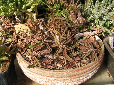 01.Euphorbia decaryi.jpg