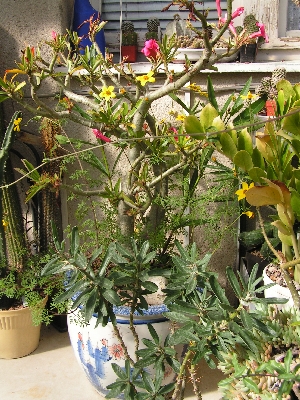 04.Adenium, Pachypodium.jpg