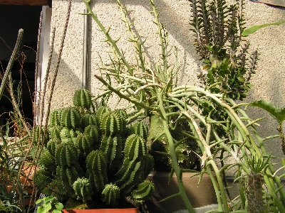 07.Euphorbia, Adenia, Allaudia.jpg