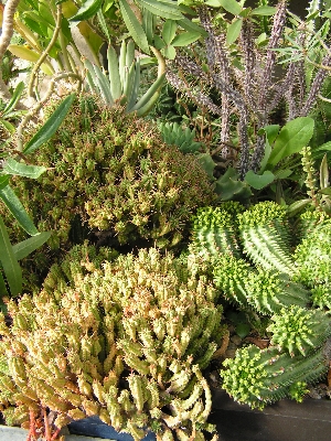 12.Euphorbia I.jpg