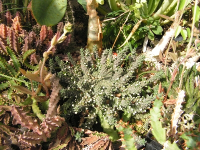 13.Euphorbia II.jpg