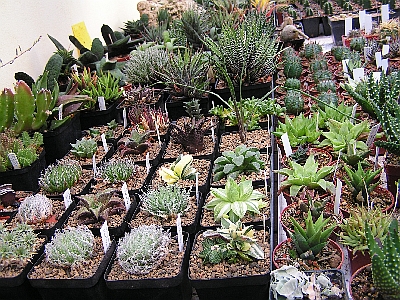 Haworthia a Gasteria.jpg