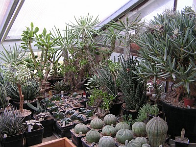 VP - Aloe, Haworthia, Euphorbia.jpg