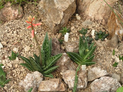 PV - Aloe variegata.jpg