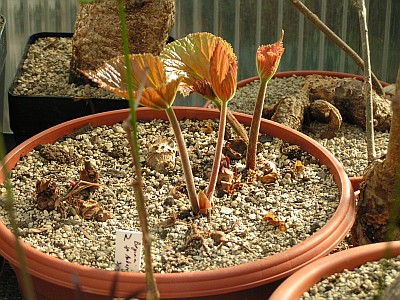 PV - Begonia sp., Ankarana, Madagascar.jpg