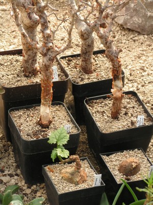 PV -Commiphora.jpg