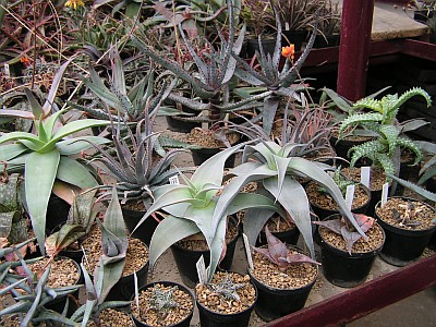 JH - Aloe 1.jpg