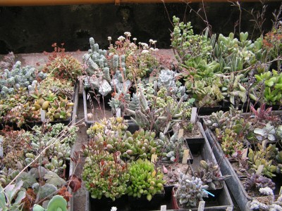 JH - Adromischus, Crassula.jpg