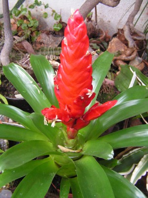 VK - Bromelia.jpg