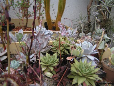 VK - Echeveria.jpg