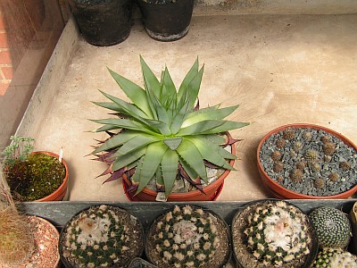 JS - Aloe polyphylla.jpg