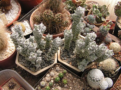 JS - Crassula 2.jpg