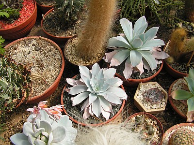 JS - Echeveria, Aloe.jpg