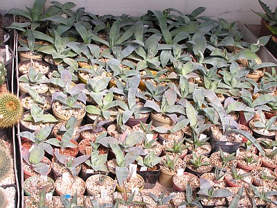 JS - lokalitní rostliny rodu Agave 2.jpg