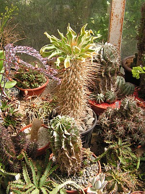 JS - Pachypodium namaquanum.jpg