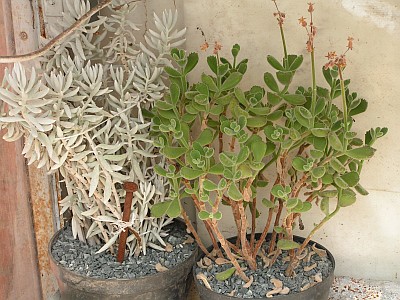 JS - Senecio, Cotyledon.jpg