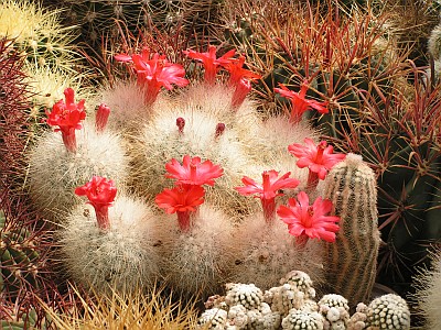 JS - výstavní Mammillaria senilis.jpg