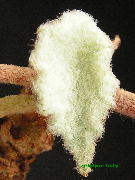 Begonia incana.jpg