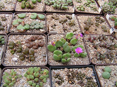 T - Conophytum celek 2.jpg