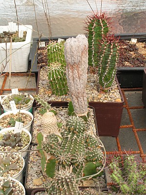 T - Euphorbia.jpg