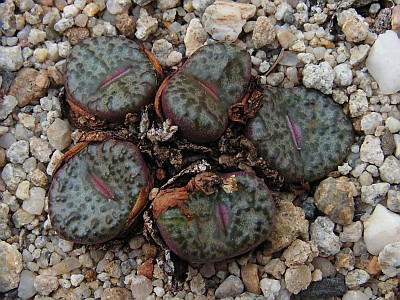 T - Conophytum 1.jpg