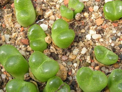 T - Conophytum 3.jpg