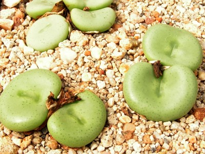 T - Conophytum 4.jpg