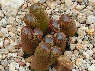 T - Conophytum 6.jpg