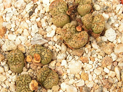 T - Conophytum 8.jpg