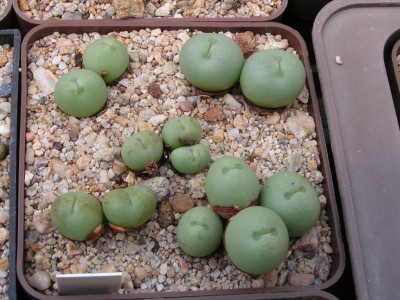 T - Conophytum 10.jpg