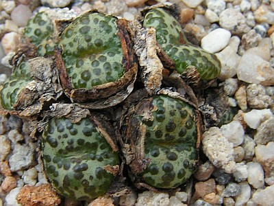 T - Conophytum 13.jpg