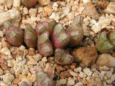 T - Conophytum 16.jpg