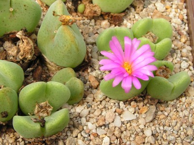 T - Conophytum 18.jpg