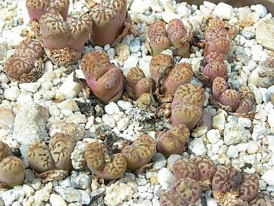 T - Conophytum 19.jpg