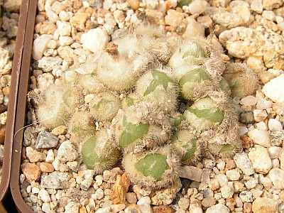 T - Conophytum 20.jpg