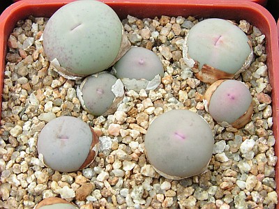 T - Conophytum 22.jpg