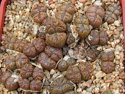 T - Conophytum 24.jpg