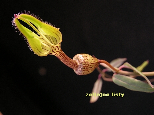 Ceropegia sp., Madagascar.jpg