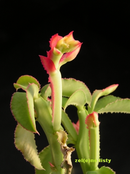 Monadenium coccineum.jpg