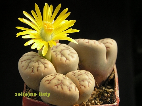 Lithops werneri.jpg