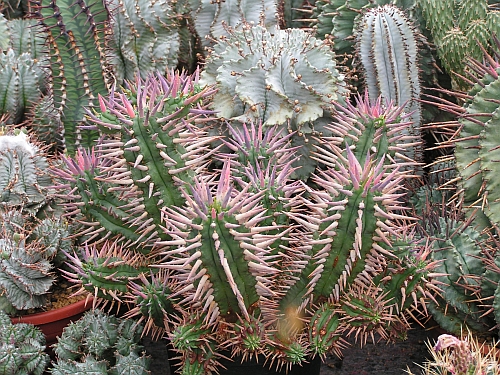 PF - Euphorbia 2.jpg