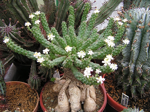PF - Euphorbia 3.jpg