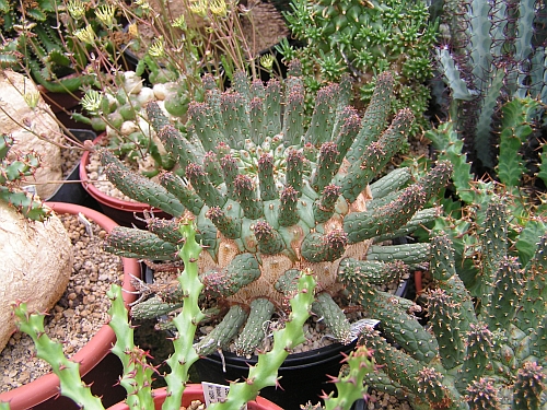 PF - Euphorbia 6.jpg