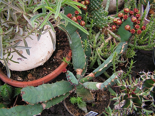 PF - Euphorbia 7.jpg